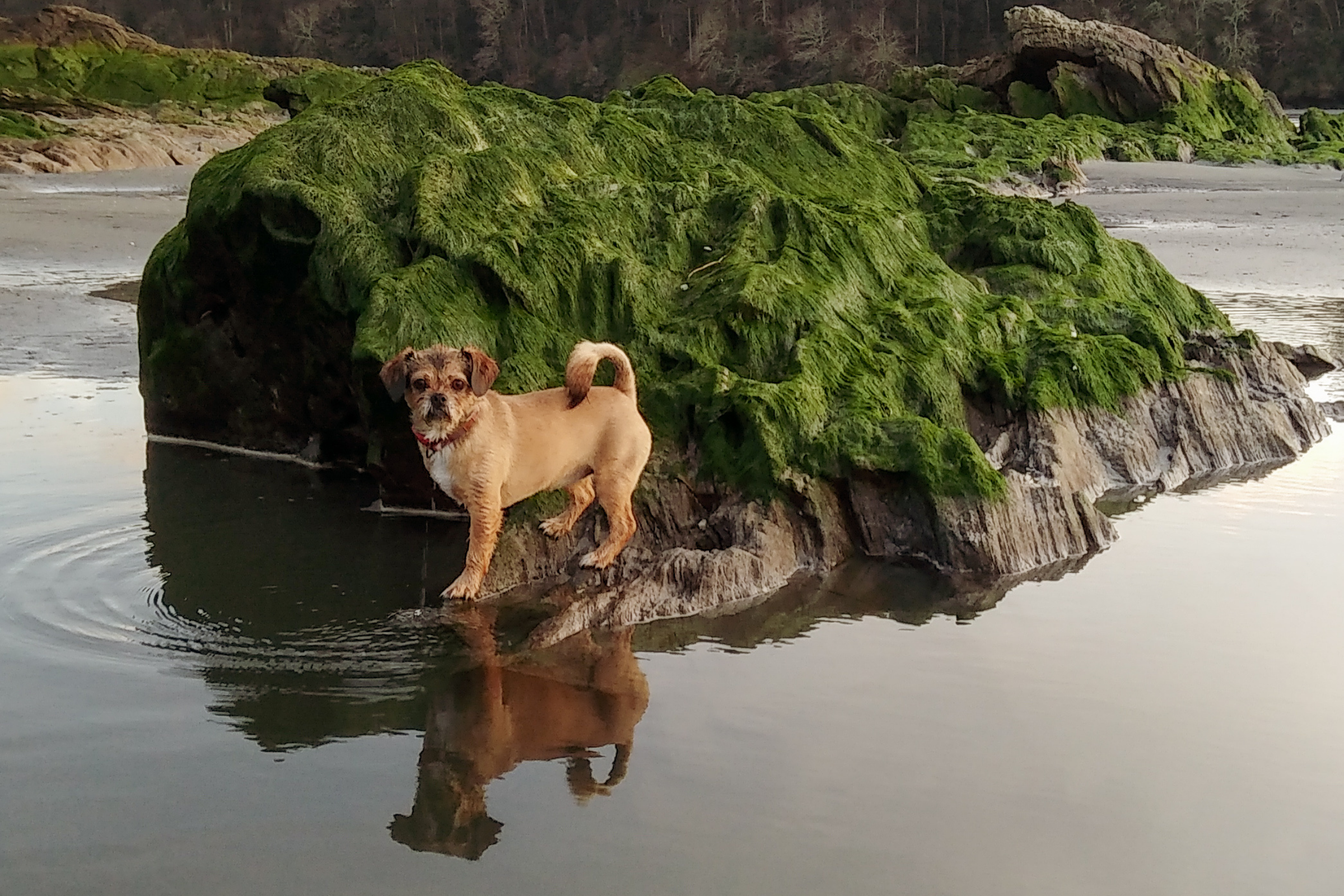 dog islands (2).webp